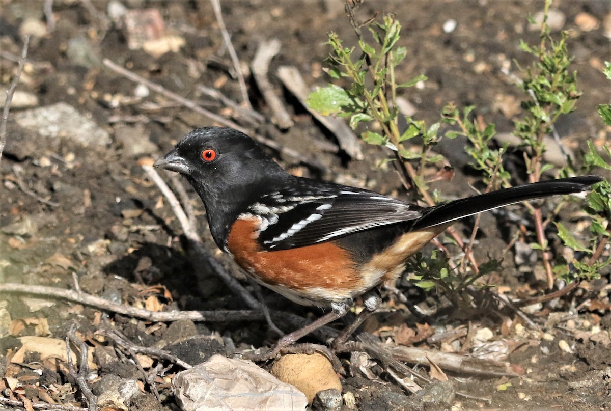 Spotted Towhee - Ann Vaughan