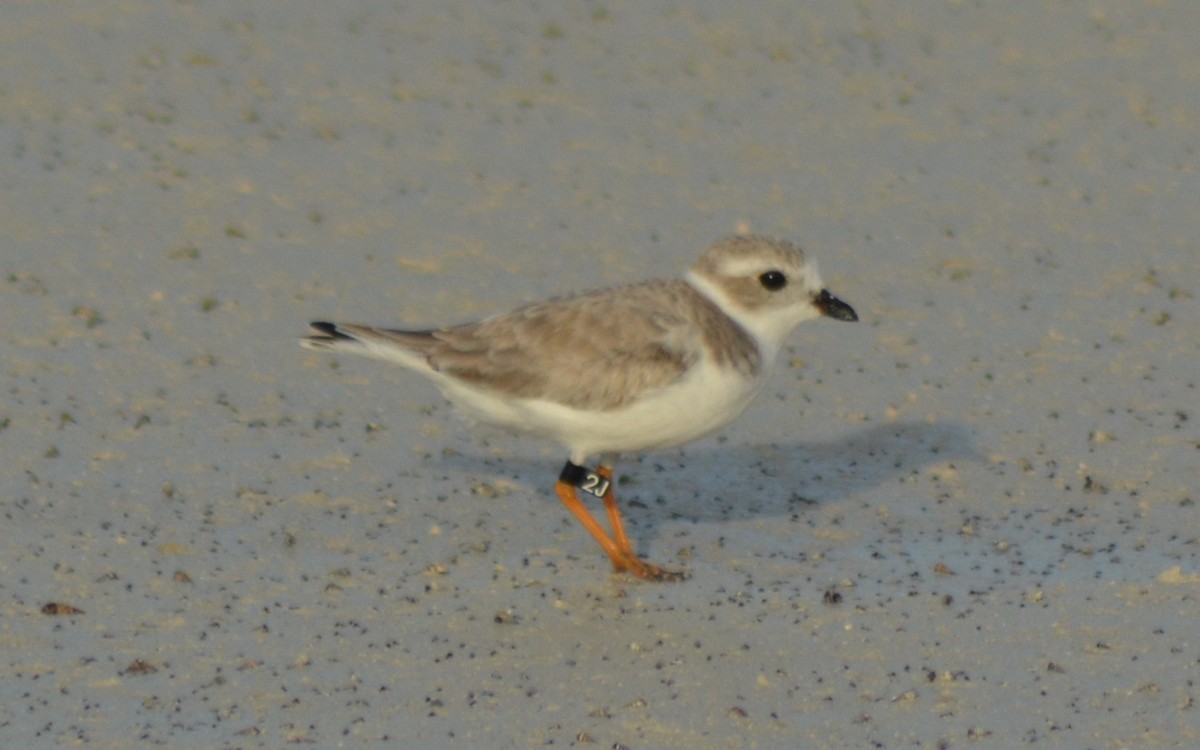Piping Plover - ML125294471