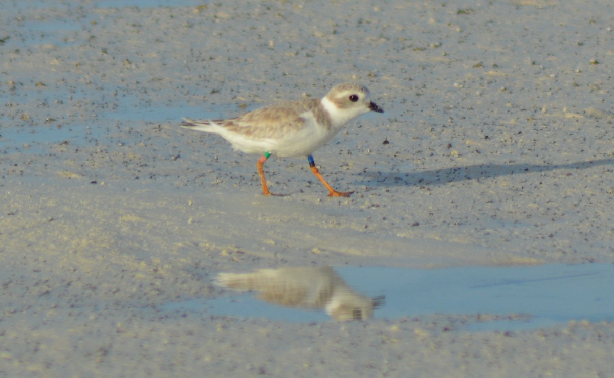 Piping Plover - ML125294651