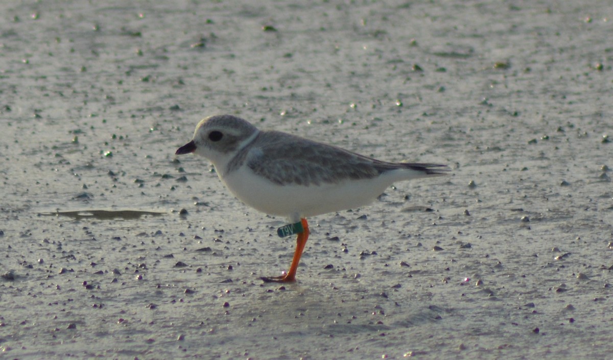 Piping Plover - ML125295001