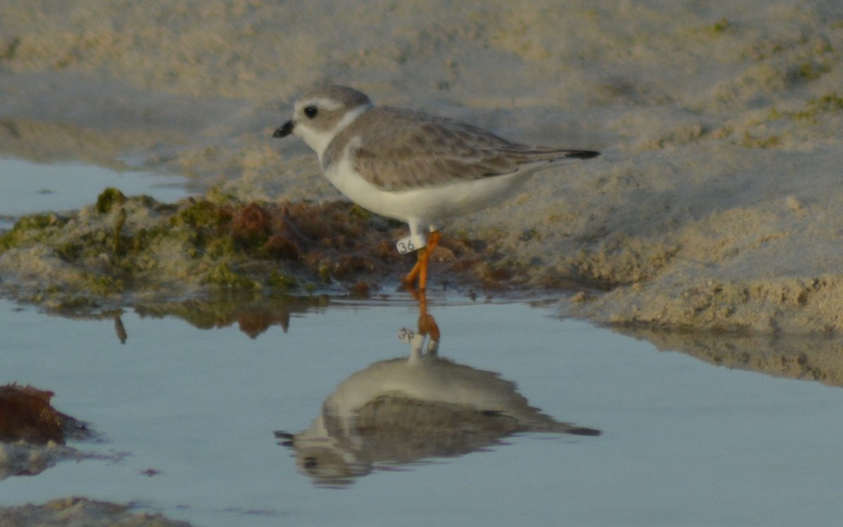 Piping Plover - ML125295351