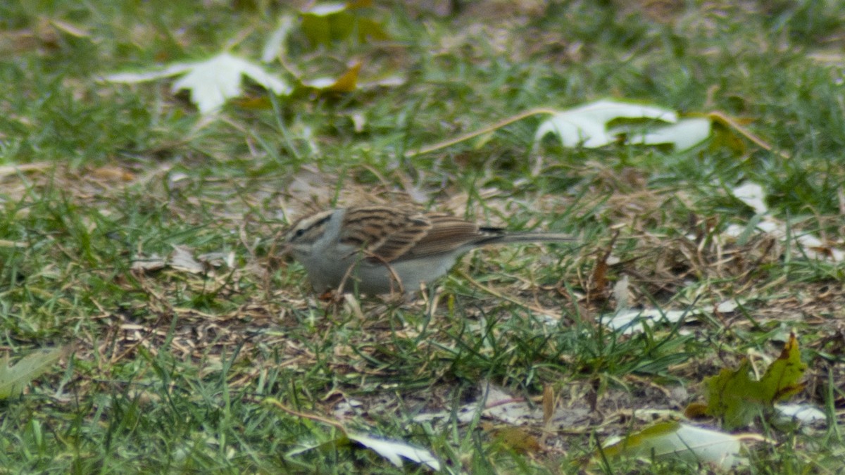 Chipping Sparrow - ML125303841