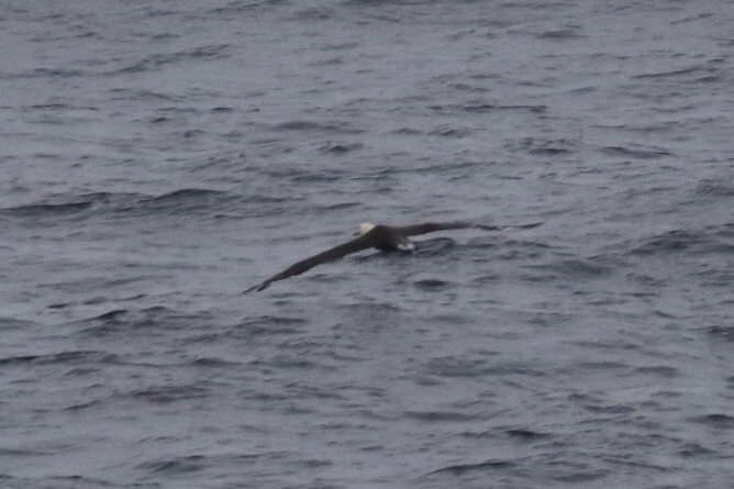 Waved Albatross - ML125304511