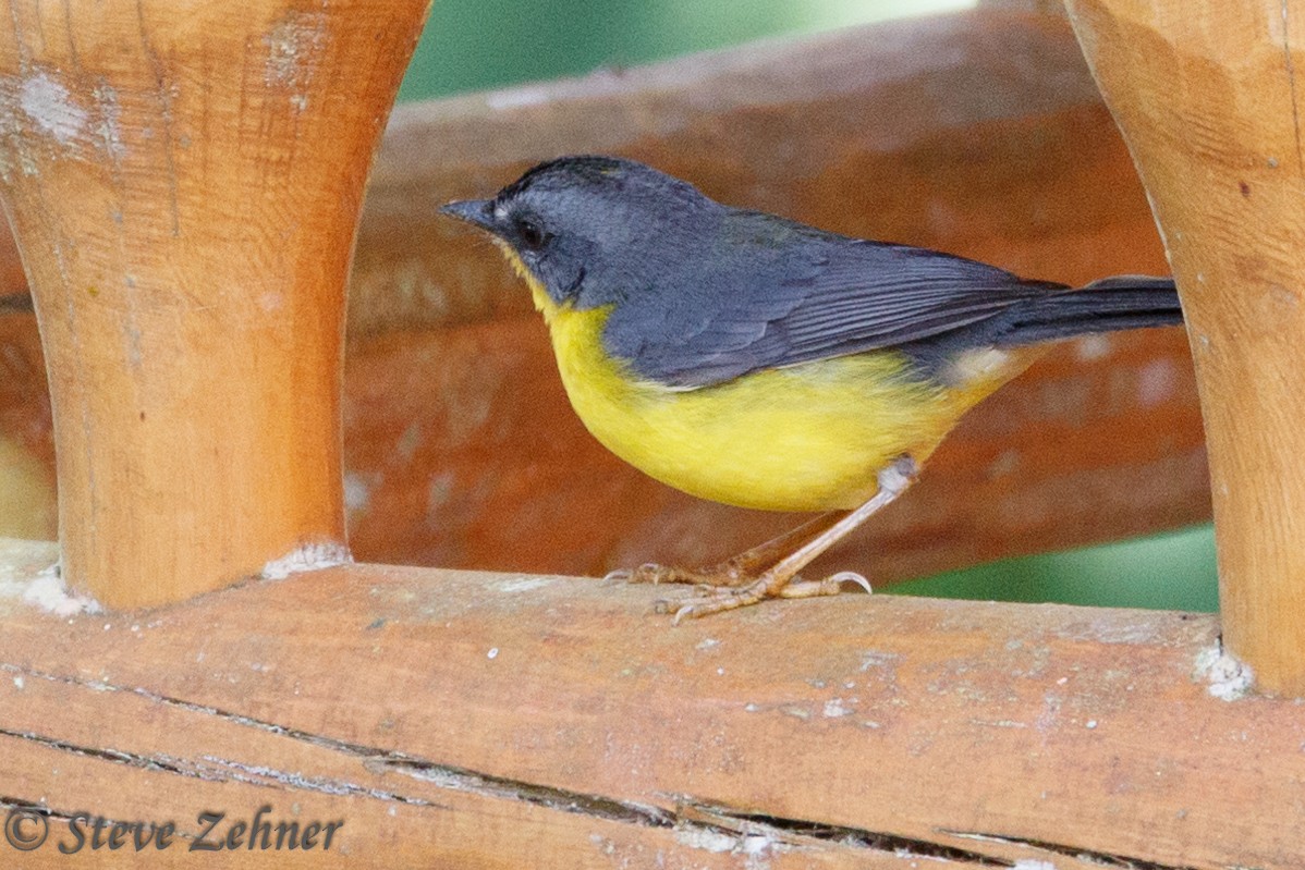Gray-and-gold Warbler - ML125309381