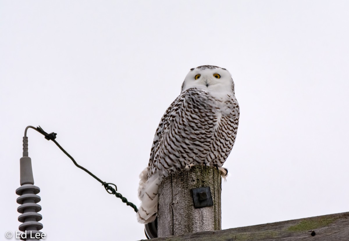 Snowy Owl - ML125311441