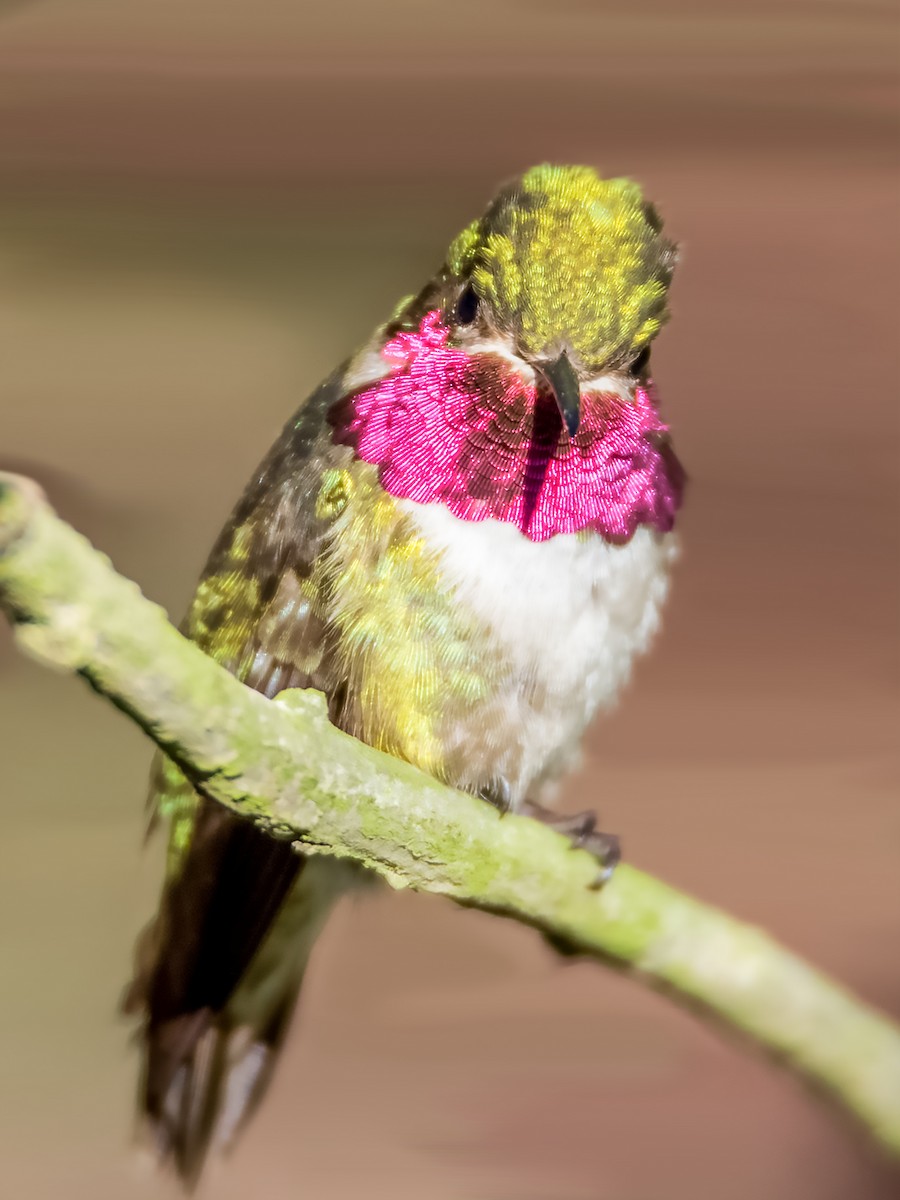 Broad-tailed Hummingbird - ML125316521