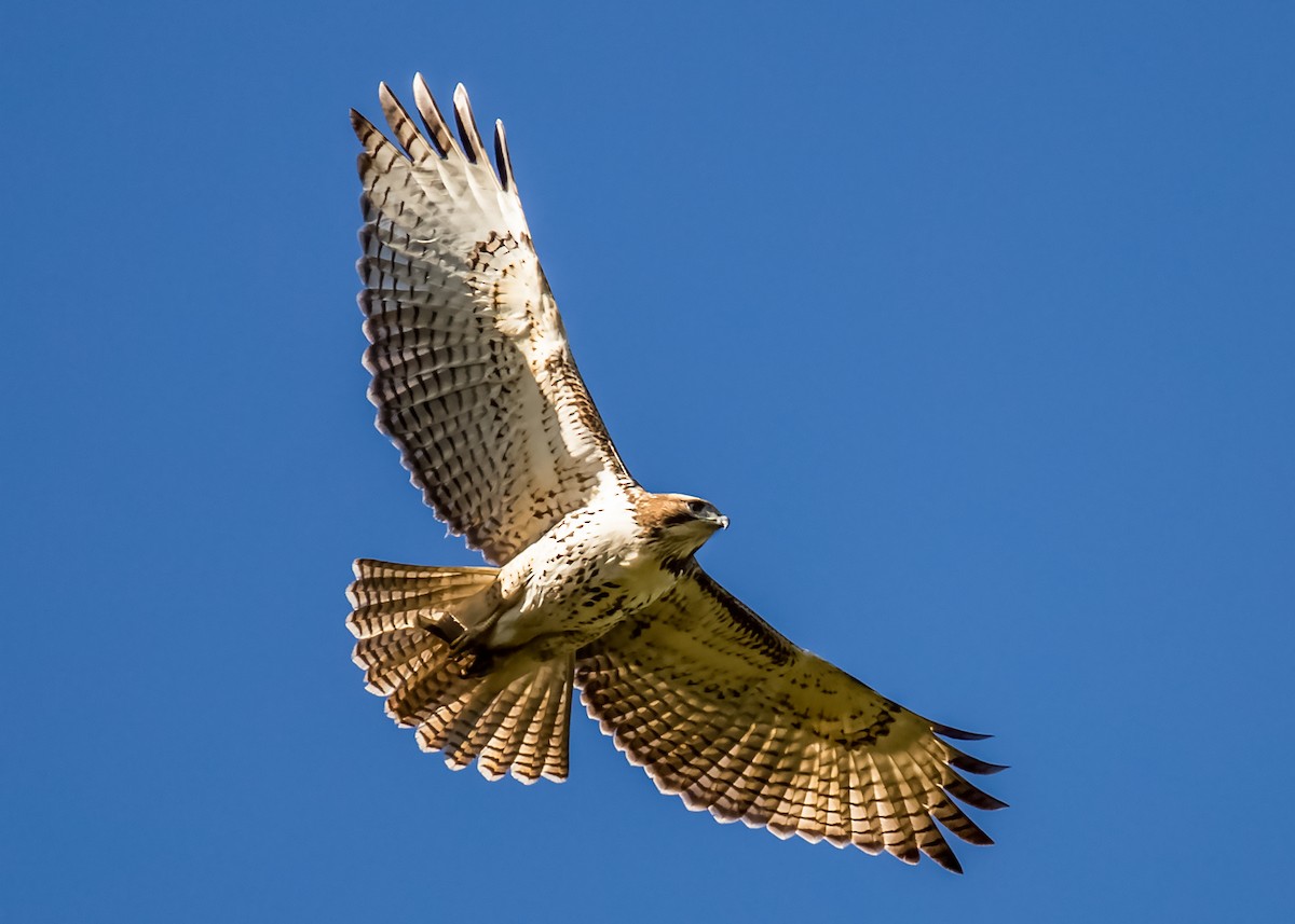 Red-tailed Hawk - ML125316711