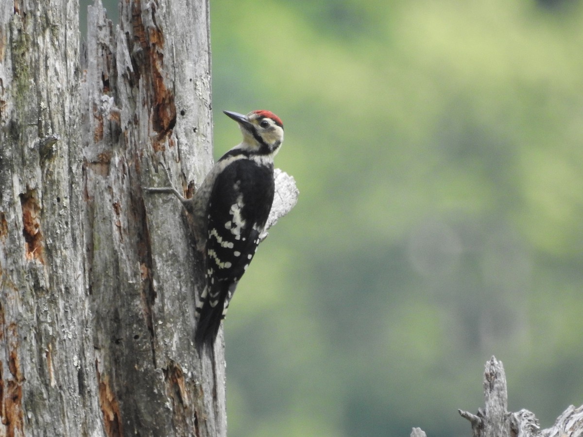 White-backed Woodpecker - ML125318071