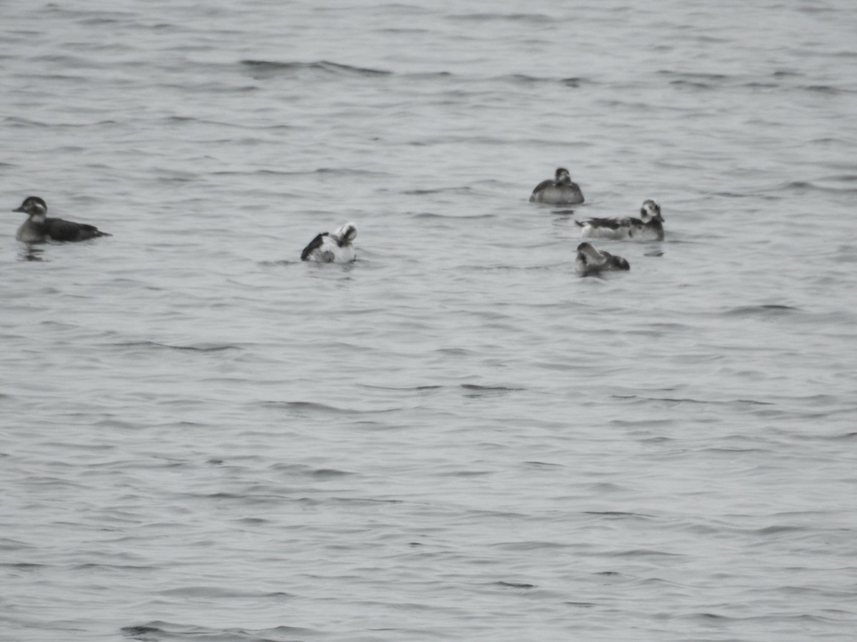 Long-tailed Duck - ML125320691