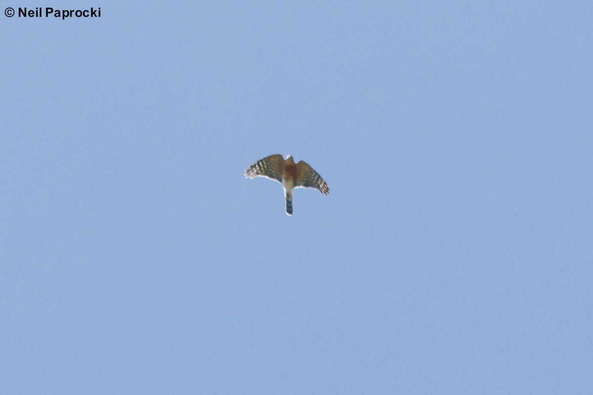 Rufous-breasted Sparrowhawk - ML125325311