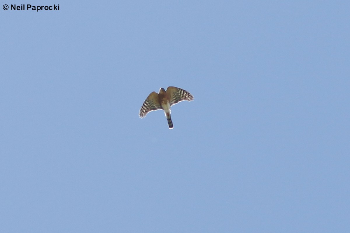 Rufous-breasted Sparrowhawk - ML125325321