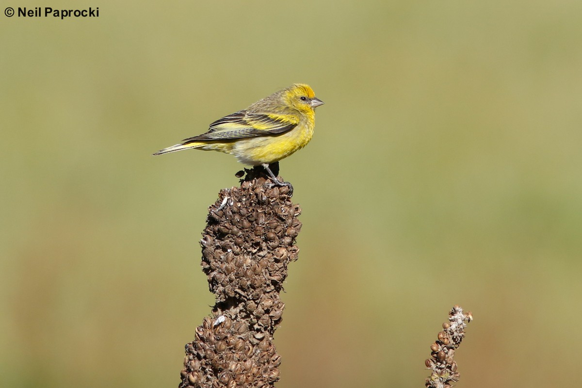 Yellow-crowned Canary - Neil Paprocki
