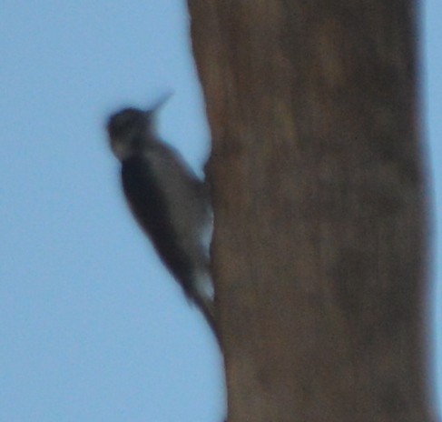 Hairy Woodpecker - ML125325631