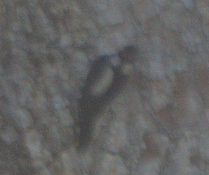 Hairy Woodpecker - ML125325661