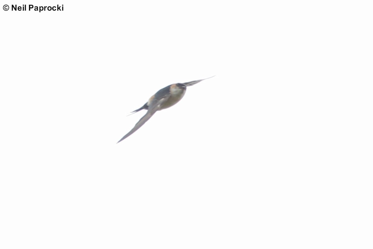 Red-rumped Swallow - ML125326111
