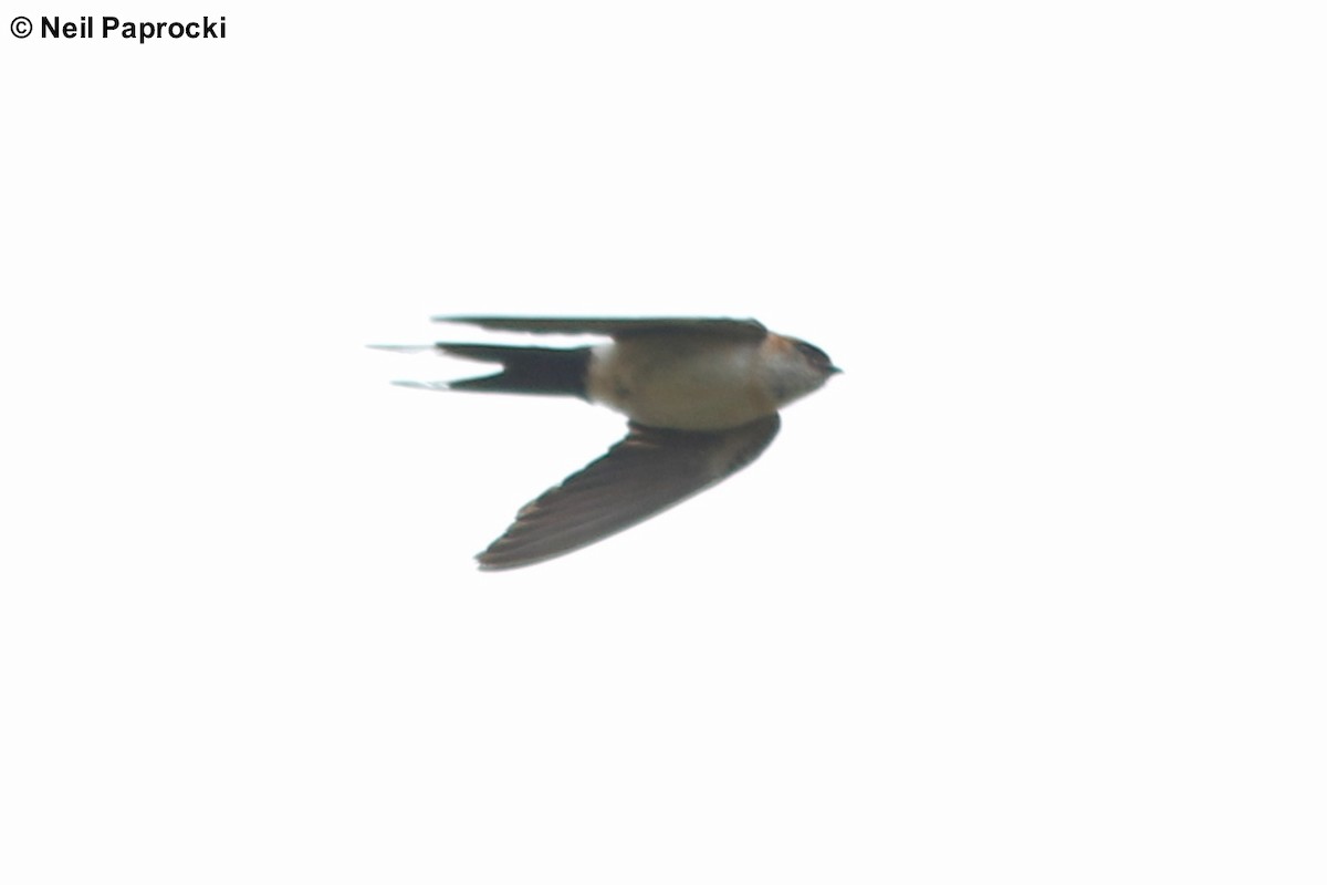 Red-rumped Swallow - ML125326121