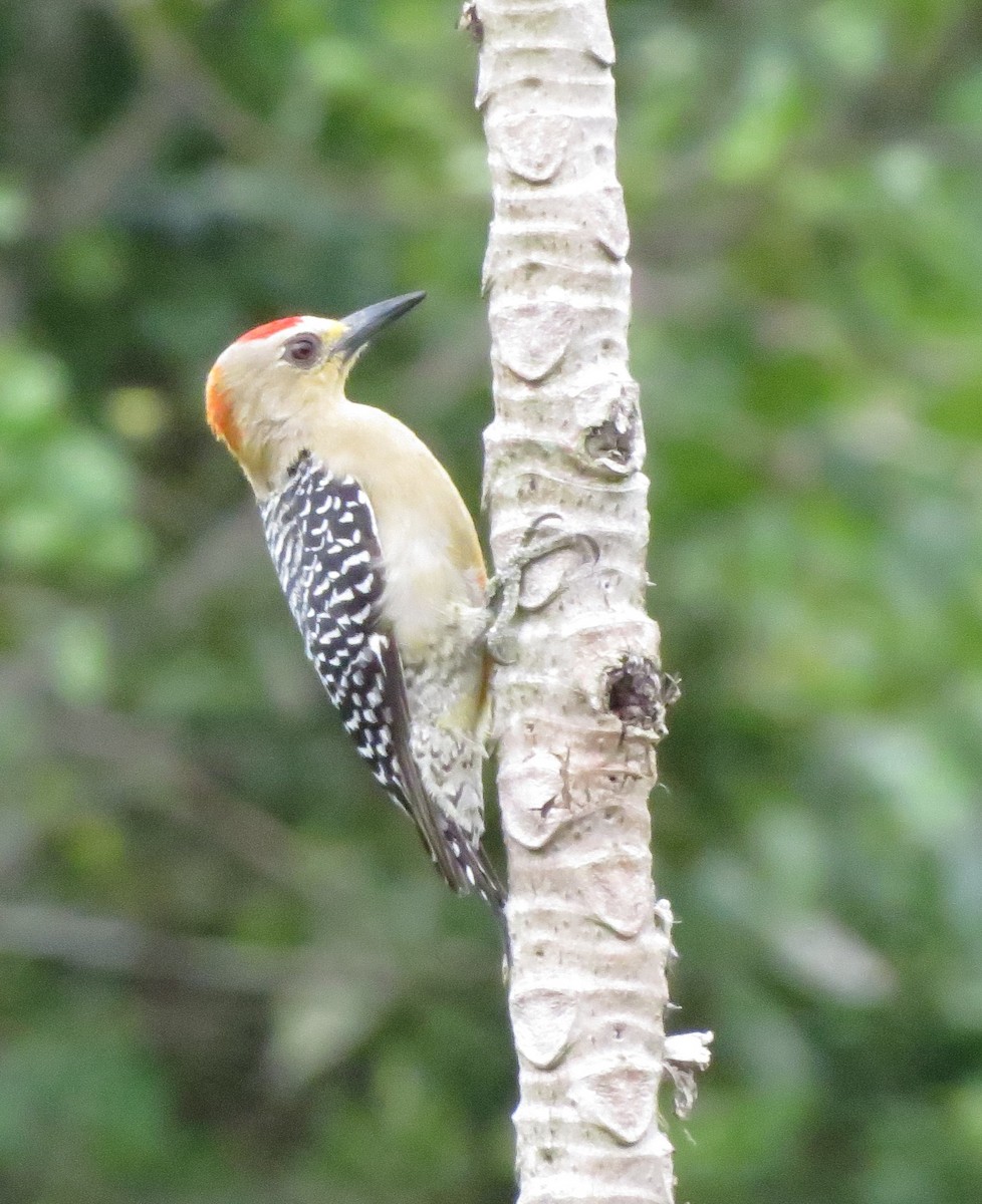 Red-crowned Woodpecker - Kevin Seymour