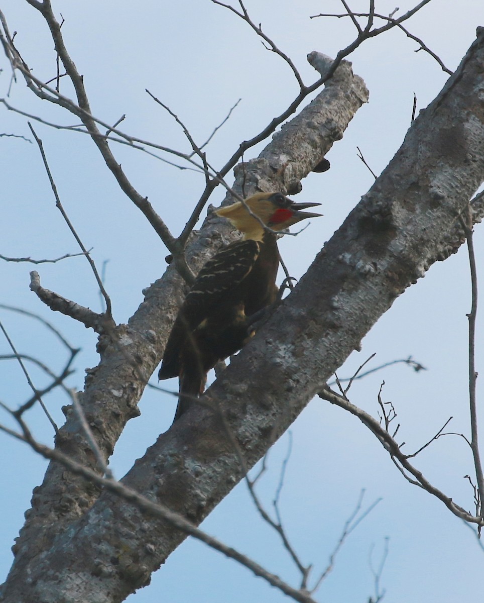 Pale-crested Woodpecker - ML125333961