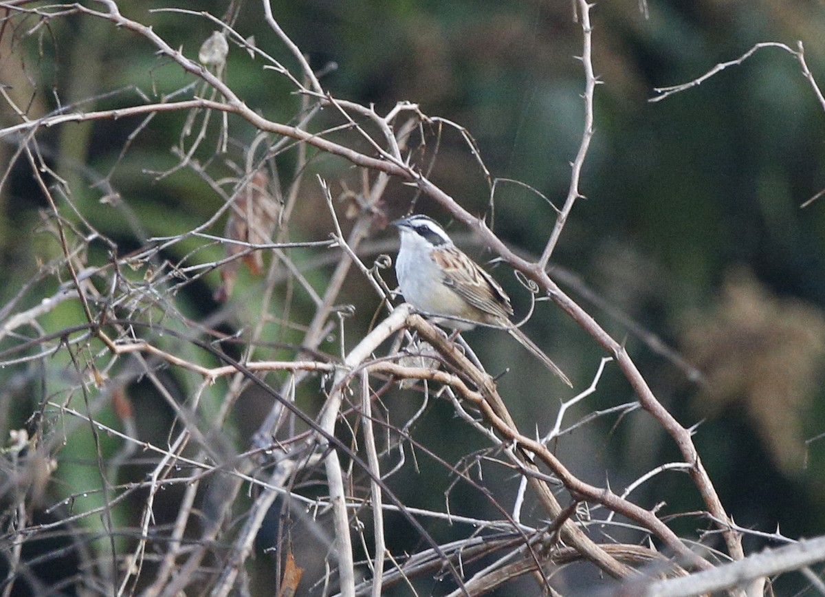 Stripe-headed Sparrow - Laura Keene