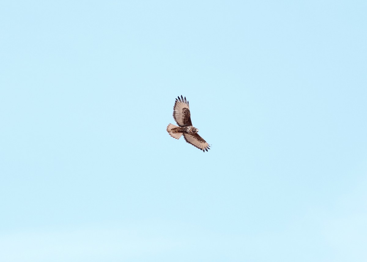 Red-tailed Hawk (Harlan's) - Martin Reid