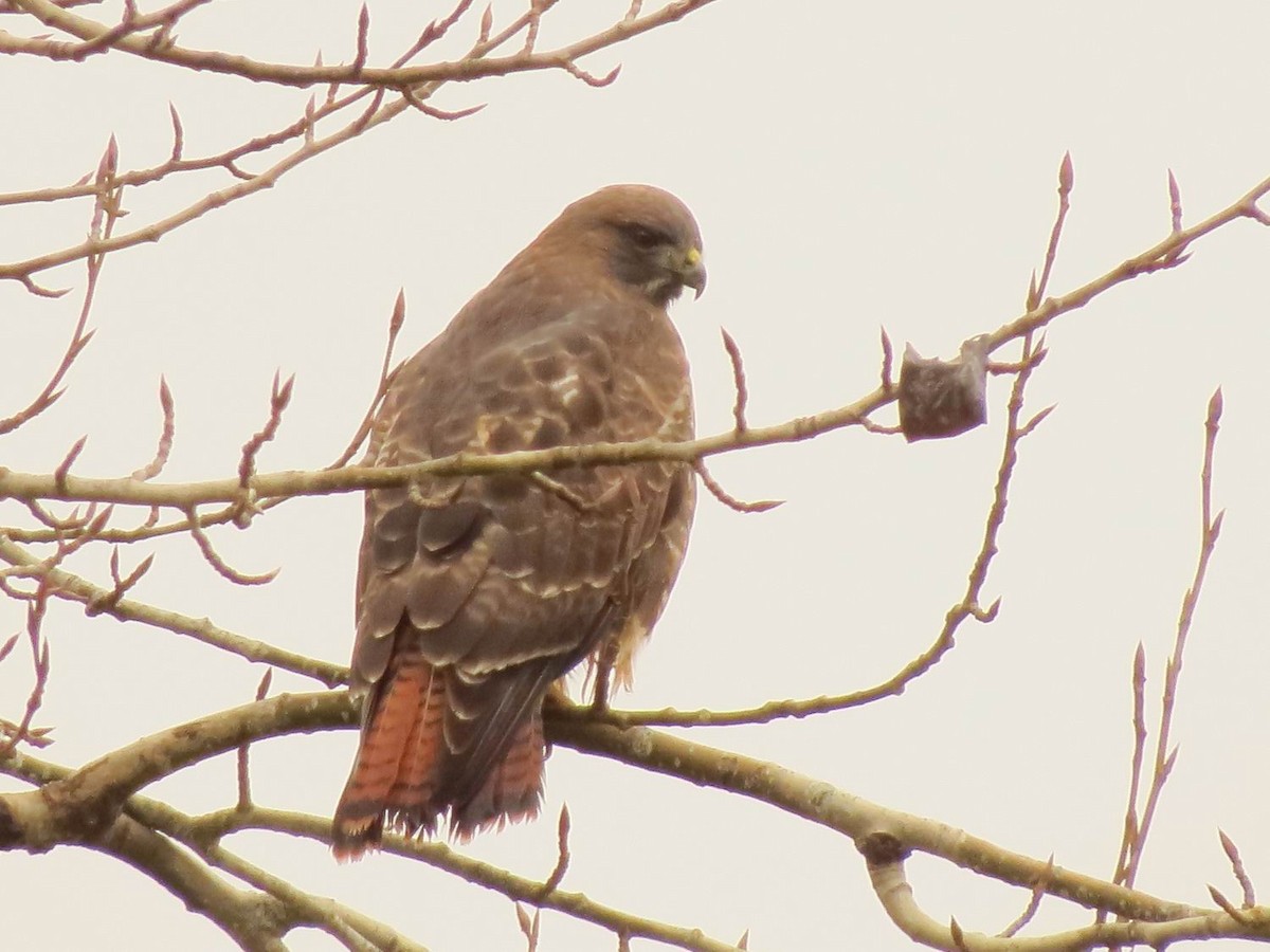 Red-tailed Hawk - ML125334881