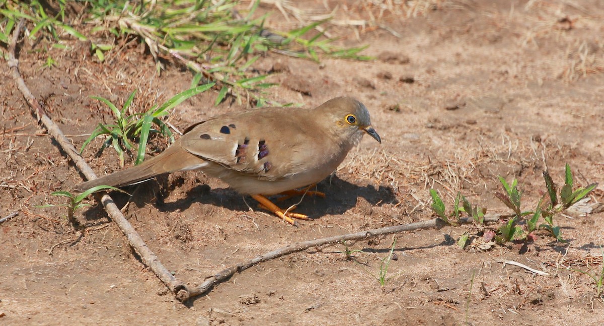 Long-tailed Ground Dove - ML125335191
