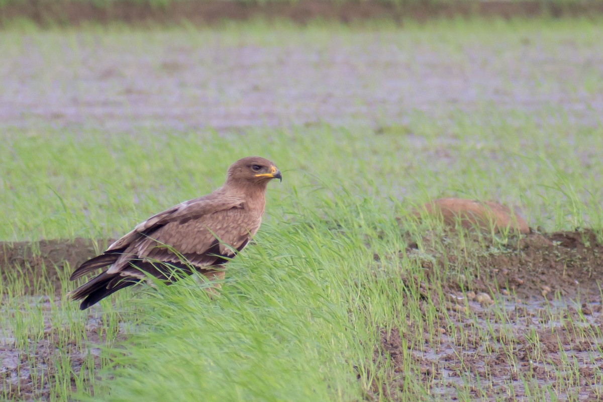Indian Spotted Eagle - ML125335651