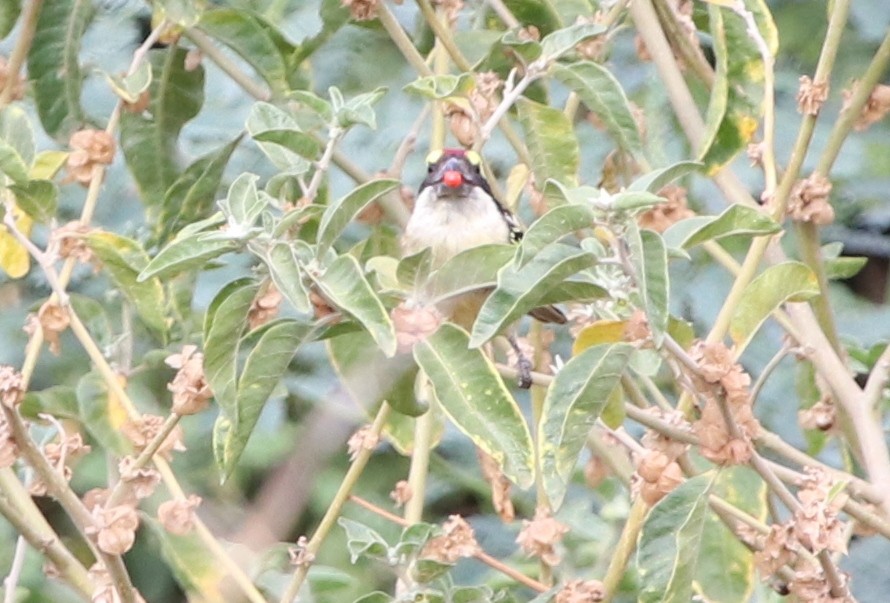 Red-fronted Barbet - ML125336651