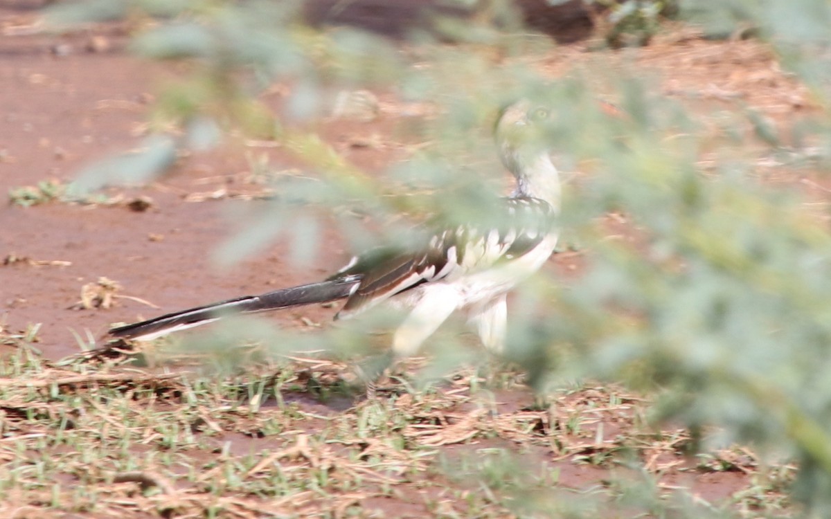 Northern Red-billed Hornbill - Jason Fidorra