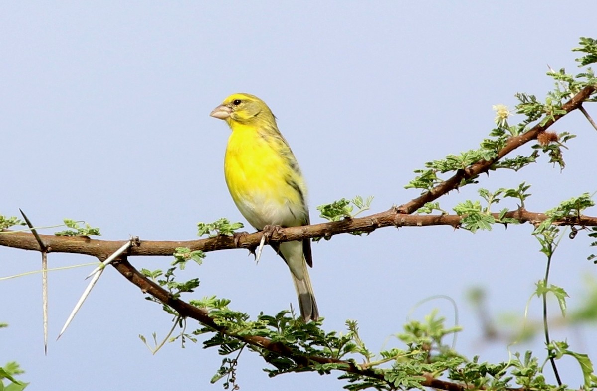 White-bellied Canary - ML125338291