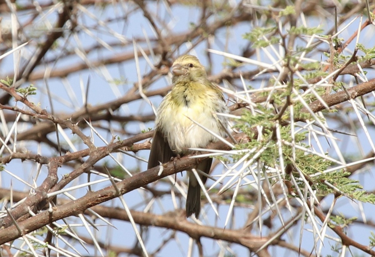 White-bellied Canary - ML125338541