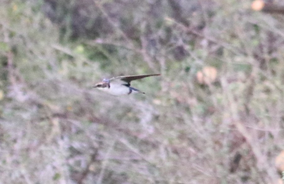 Wire-tailed Swallow - ML125340631