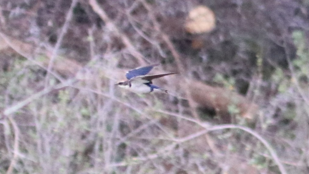 Wire-tailed Swallow - ML125340641
