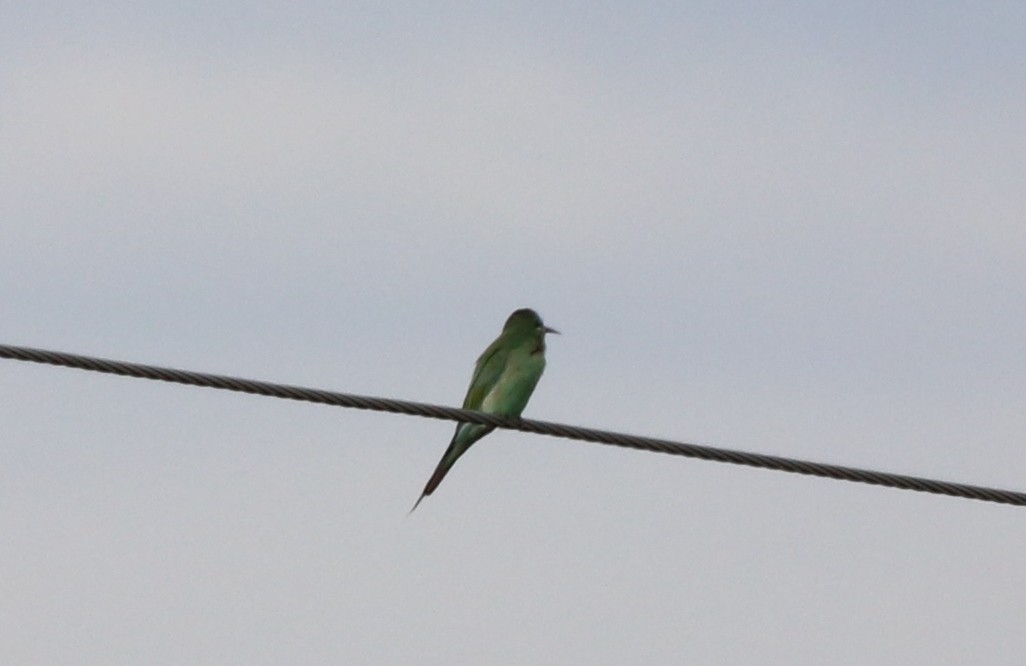 Blue-cheeked Bee-eater - ML125340731