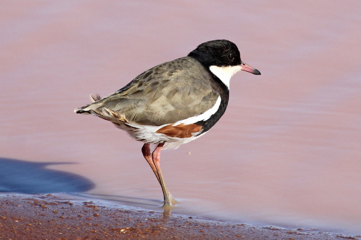 Red-kneed Dotterel - ML125344701