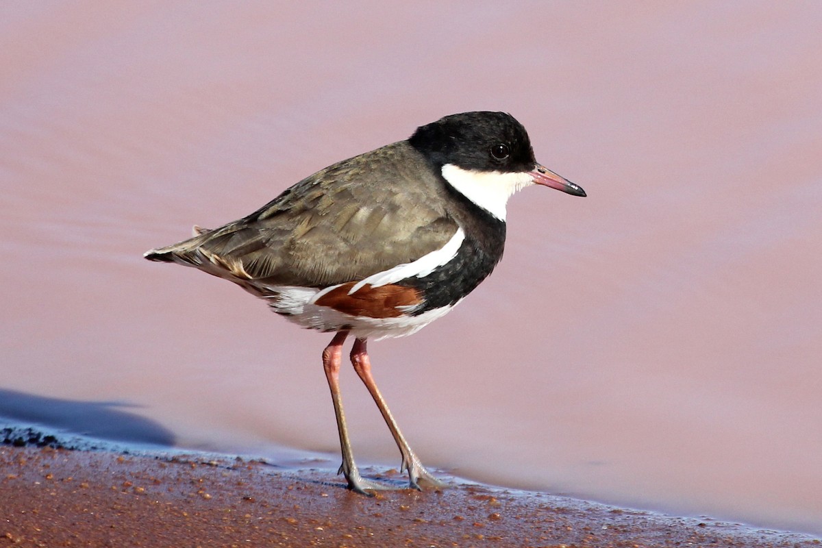 Red-kneed Dotterel - ML125344711