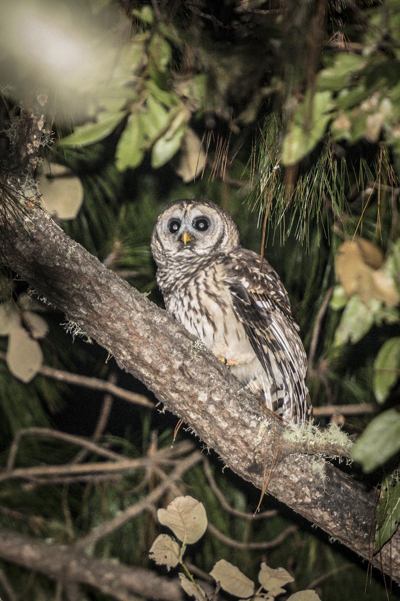 Fulvous Owl - RoyalFlycatcher Birding Tours & Nature Photography
