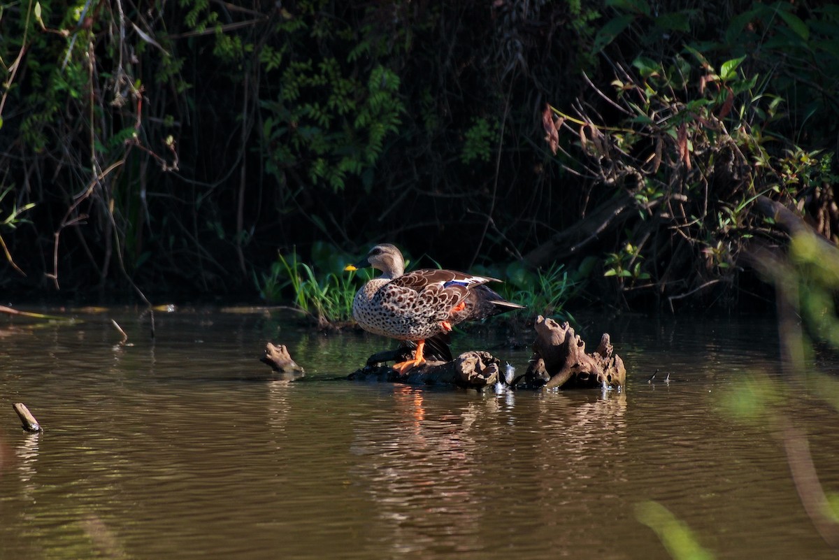 Indian Spot-billed Duck - Somboon Kamtaeja