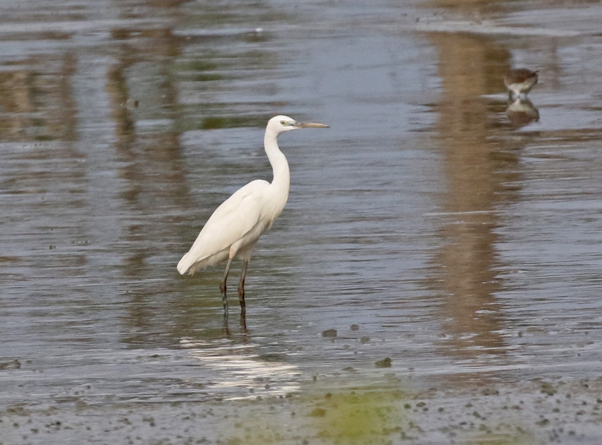Chinese Egret - Dave Bakewell