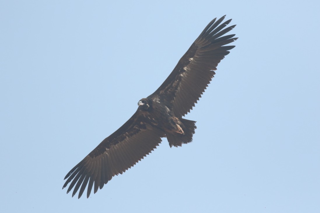 Cinereous Vulture - Chinmay Rahane