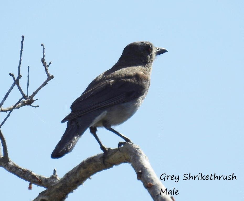 Gray Shrikethrush - U3A Bird Group Two