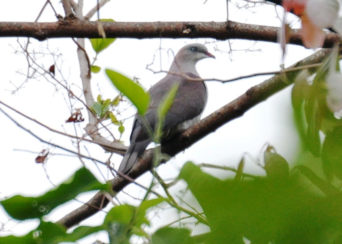 Mountain Imperial-Pigeon - ML125365711