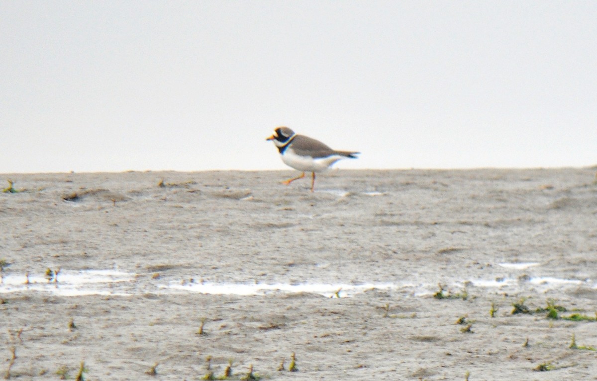 Common Ringed Plover - ML125366861