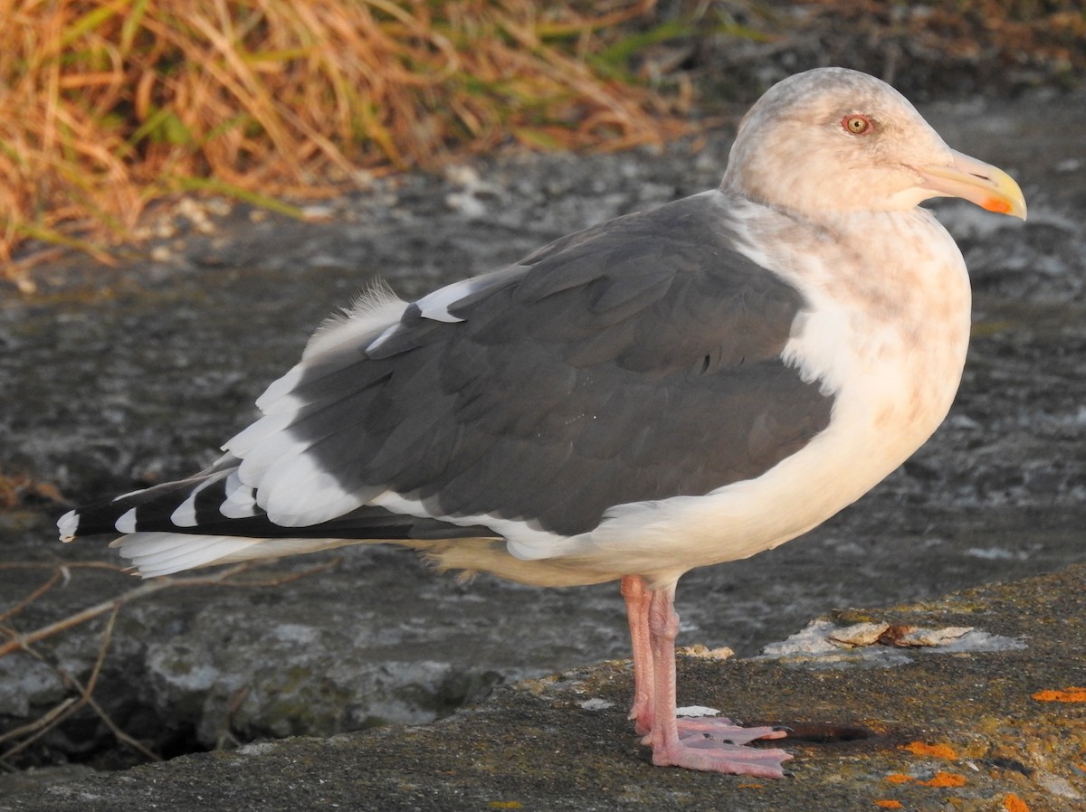 Slaty-backed Gull - Anonymous
