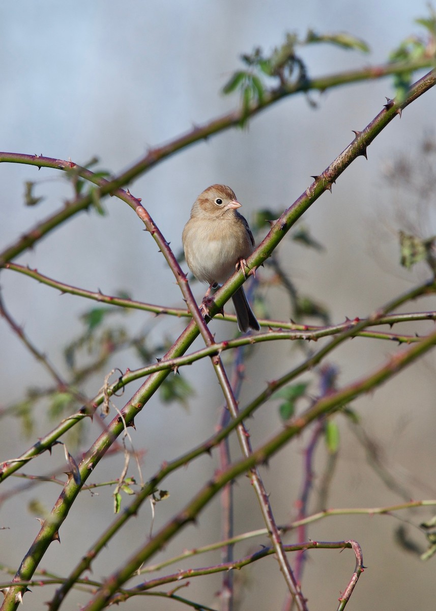 Field Sparrow - Jon Cefus