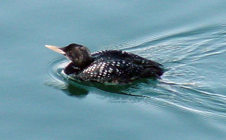 Yellow-billed Loon - Steve Nord