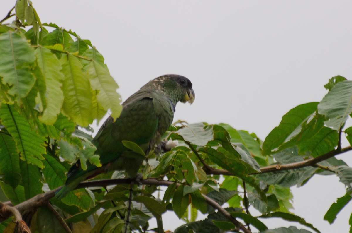 Scaly-headed Parrot - ML125370961
