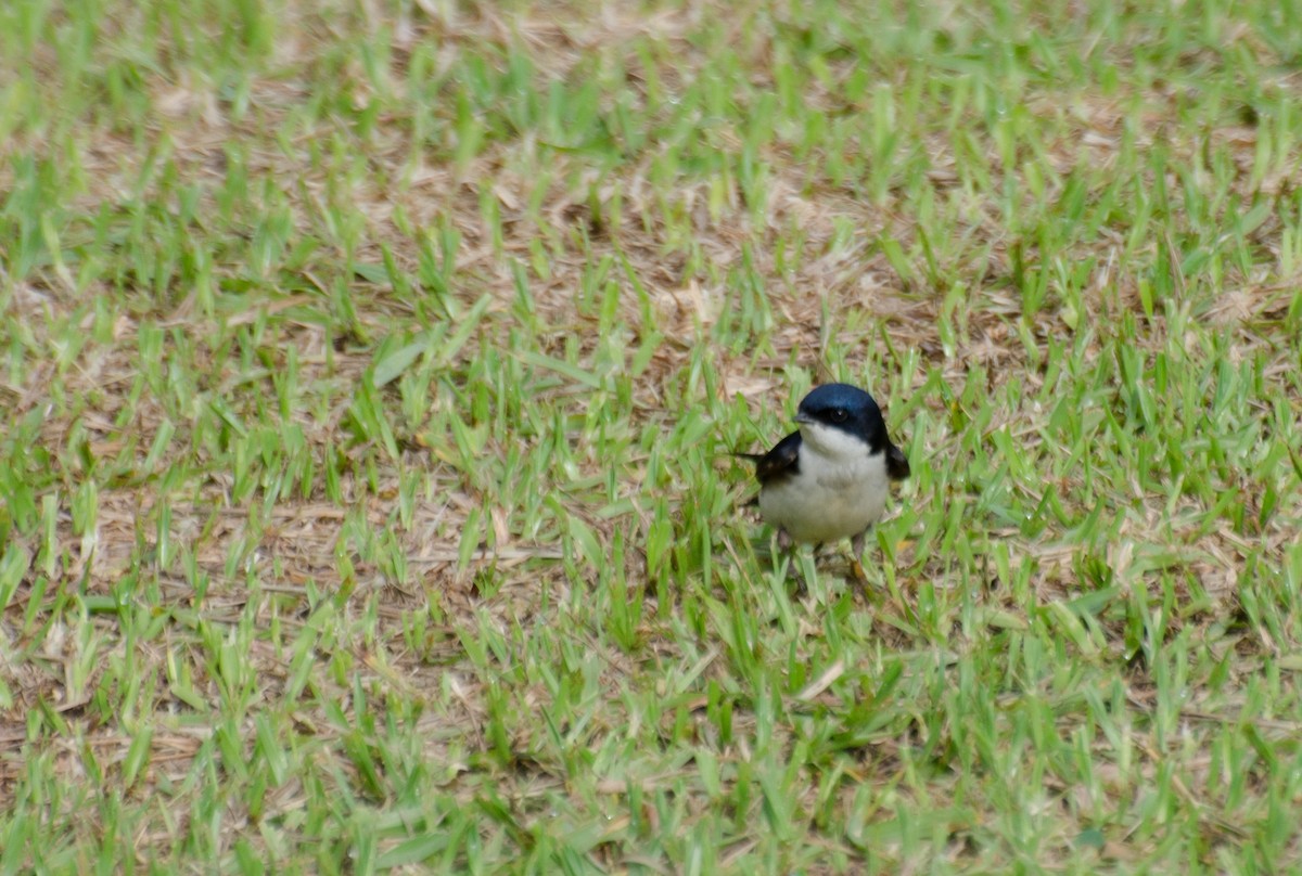 Blue-and-white Swallow - Marcos Eugênio Birding Guide