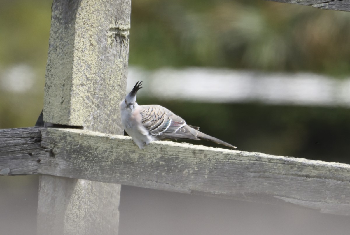 Crested Pigeon - ML125371091
