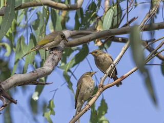 Fuscous Honeyeater - eBird